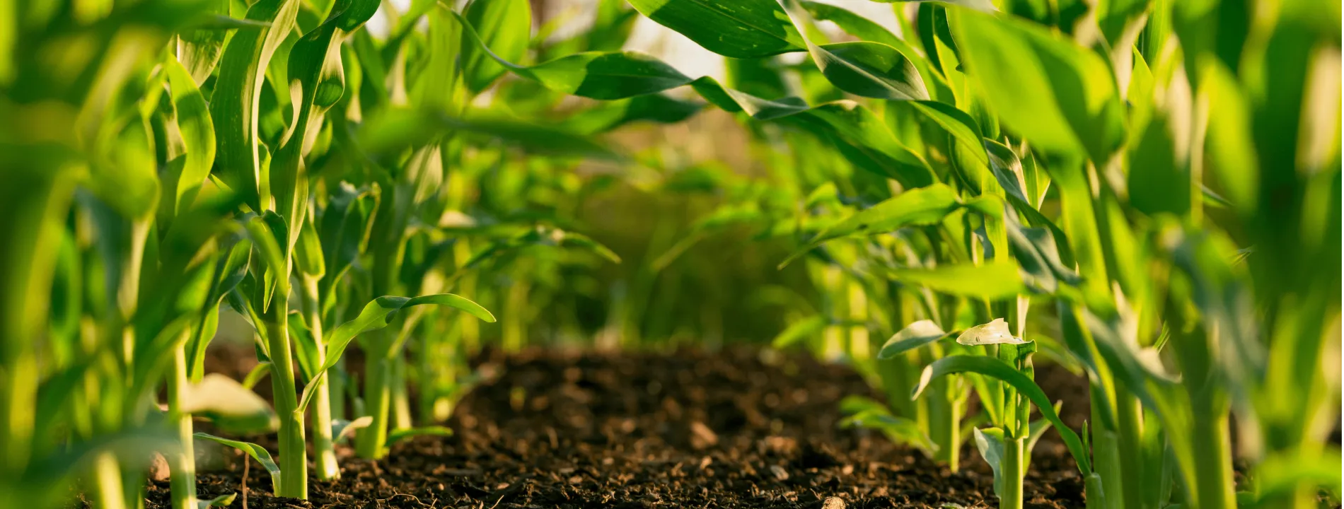 SP Aqua Food Testing Laboratory